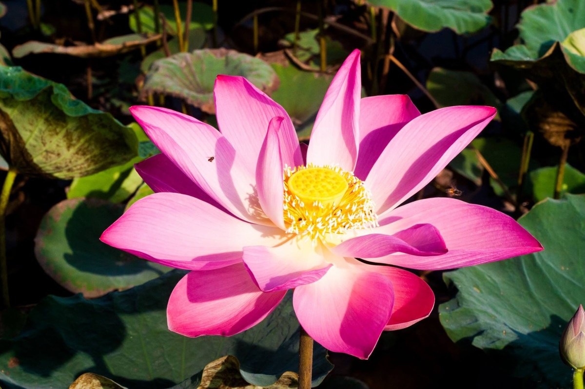 Fifty Special Things – Thanh Binh Restaurant&nbsp;Cambridge